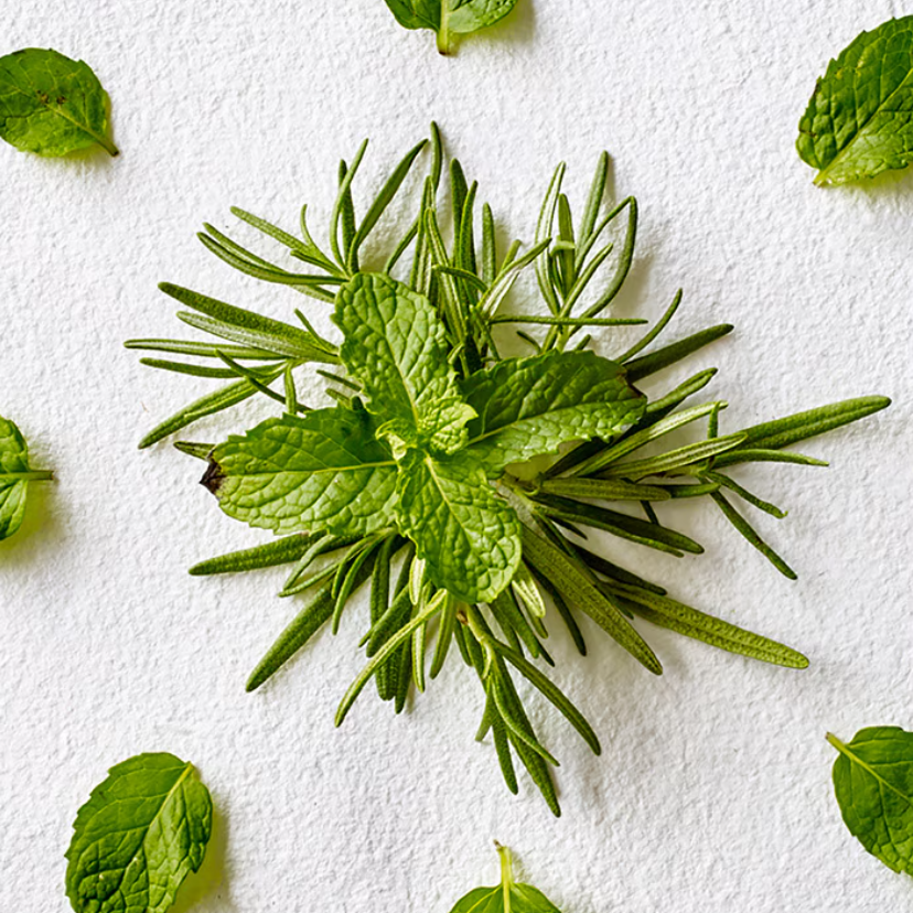 rosemary mint body lotion